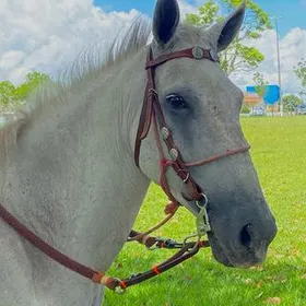 vida no campo / vaquejada 🐴