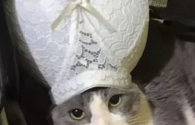 🇧🇷 chat anônimo Brasil