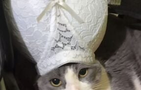 🇧🇷 chat anônimo Brasil